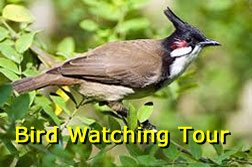 Bird Watching Tour